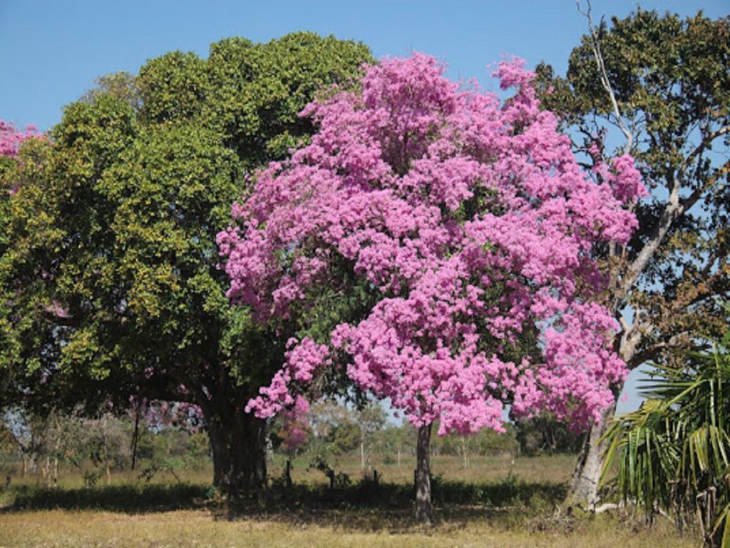 Hotel Pousada And Safari Cuiabá Kültér fotó