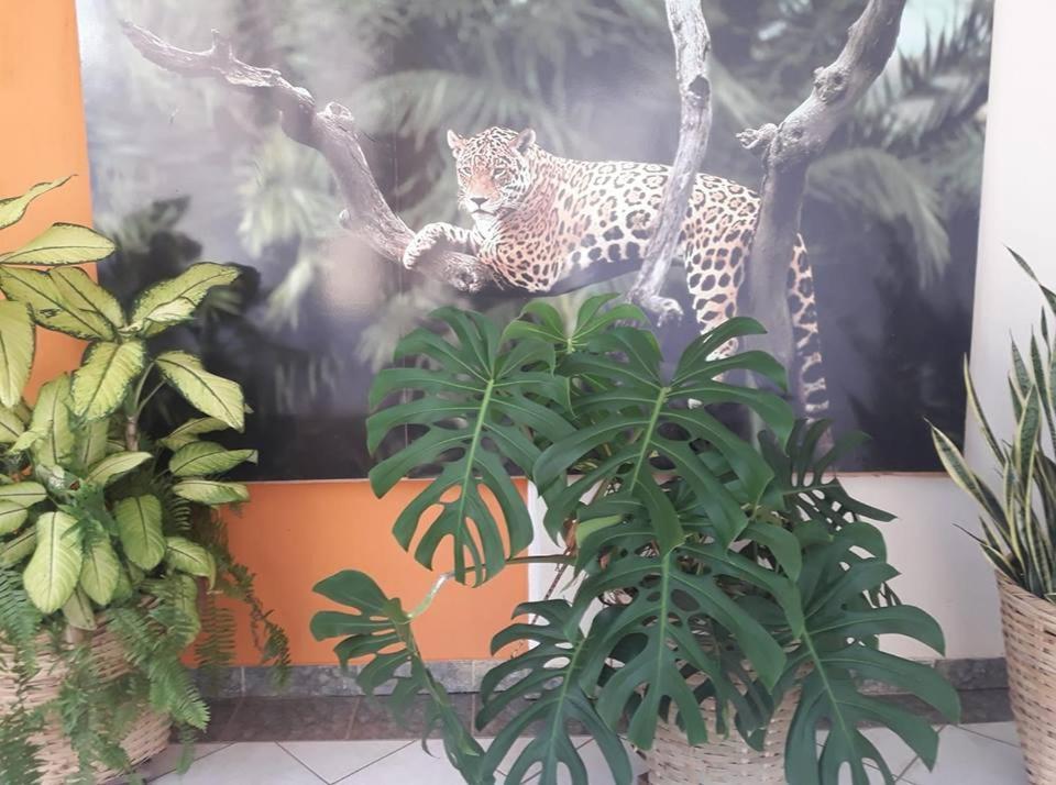 Hotel Pousada And Safari Cuiabá Kültér fotó