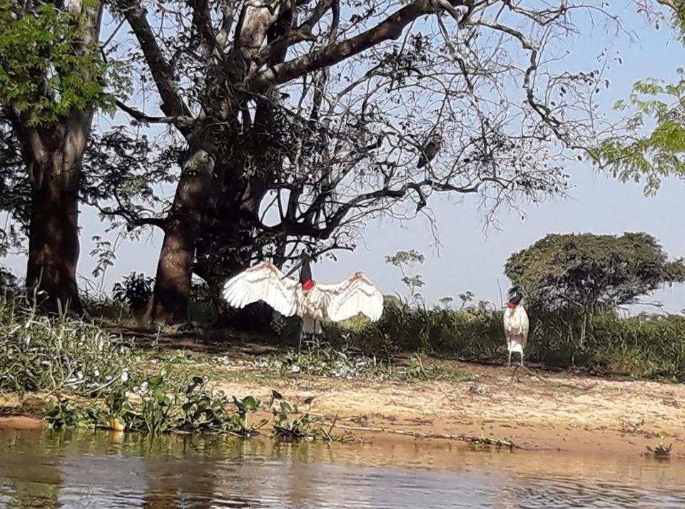 Hotel Pousada And Safari Cuiabá Kültér fotó